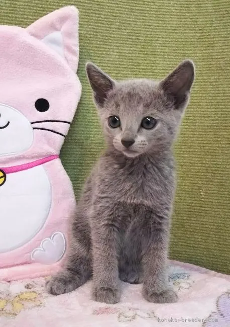 Y.I 様のお迎えした子猫