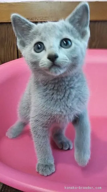 ID：1805-01648の子猫