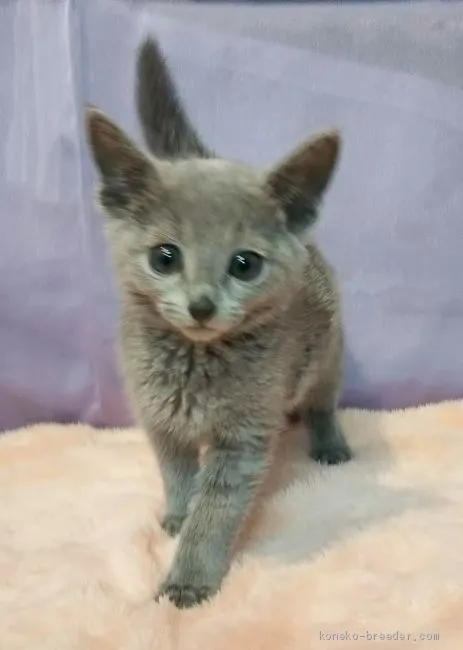 ID：2103-00827の子猫