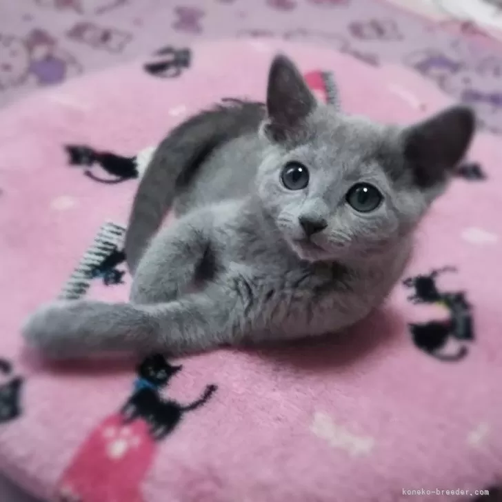 ヤコン 様のお迎えした子猫