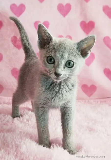 ID：2001-00436の子猫
