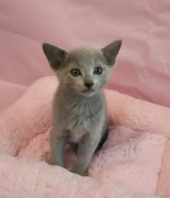 hiro 様のお迎えした子猫