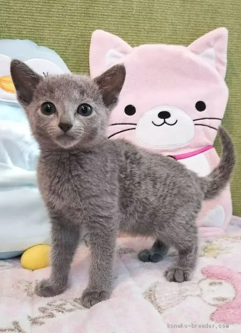 M.H 様のお迎えした子猫