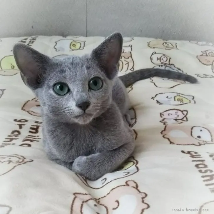 ID：2309-02623の子猫