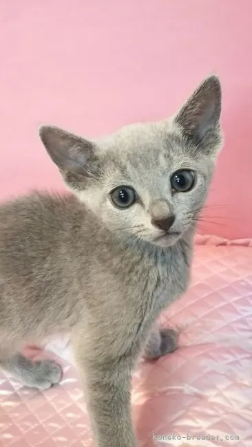 ID:2106-02431の子猫