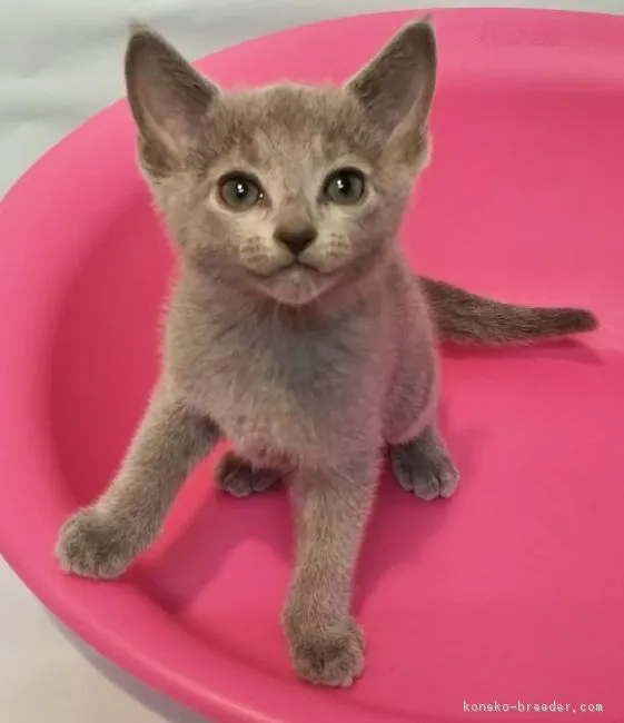 しぼる 様のお迎えした子猫