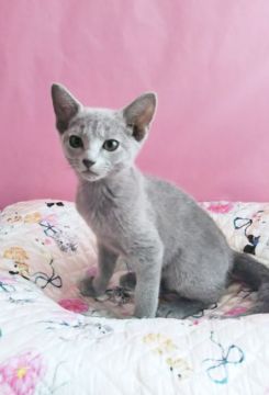 ロシアンブルー【埼玉県・男の子・2021年8月15日・ブルー】の写真「良く遊ぶ男の子🐱
スペシャル プライス✨」
