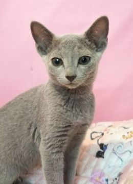 ロシアンブルー【埼玉県・男の子・2021年6月5日・ブルー】の写真「小顔でかわいい男の子🐱
スペシャル プライス✨」