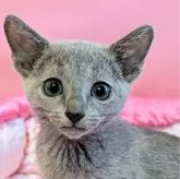 ロシアンブルー【埼玉県・女の子・2024年9月4日・ブルー】の写真1