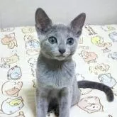 ロシアンブルー【埼玉県・女の子・2022年7月1日・ブルー】の写真1