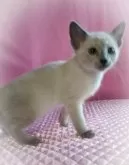 ロシアンブルー【埼玉県・女の子・2024年4月17日・ブルーポイント】の写真2