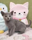 ロシアンブルー【埼玉県・女の子・2020年7月18日・ブルー】の写真3