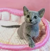 ロシアンブルー【埼玉県・女の子・2024年9月4日・ブルー】の写真3