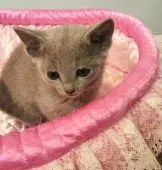 ロシアンブルー【埼玉県・男の子・2019年2月23日・ブルー】の写真3