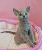 ロシアンブルー【埼玉県・女の子・2024年9月4日・ブルー】の写真4