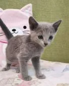 ロシアンブルー【埼玉県・女の子・2020年7月18日・ブルー】の写真4