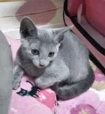 ロシアンブルー【埼玉県・女の子・2022年7月1日・ブルー】の写真4