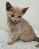 ロシアンブルー【埼玉県・男の子・2019年2月23日・ブルー】の写真5