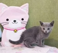 ロシアンブルー【埼玉県・女の子・2020年7月18日・ブルー】の写真5