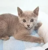 ロシアンブルー【埼玉県・男の子・2020年4月5日・ブルー】の写真5