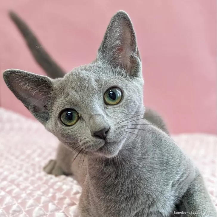 S.O 様のお迎えした子猫