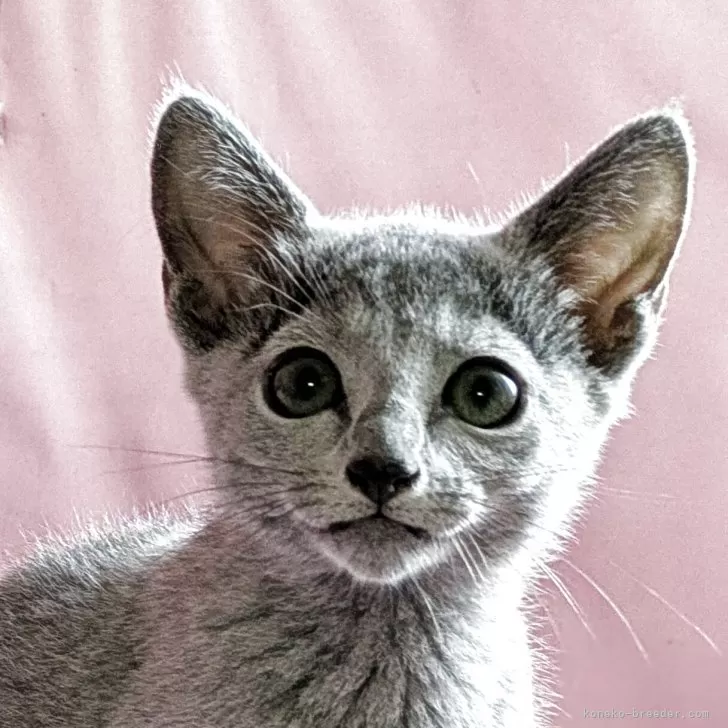 ID:2505-03704の子猫