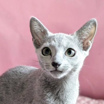 ロシアンブルー【埼玉県・女の子・2025年4月3日・ブルー】の写真「美猫さんで元気な女の子」