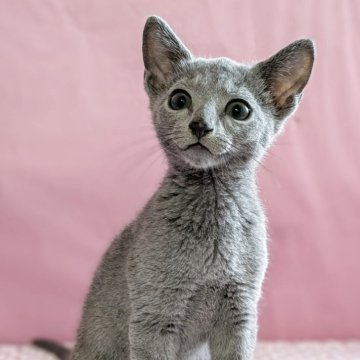 ロシアンブルー【埼玉県・男の子・2025年4月3日・ブルー】の写真「小柄なかわいい男の子」