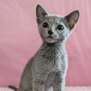ロシアンブルー【埼玉県・男の子・2025年4月3日・ブルー】の写真「小柄なかわいい男の子」