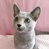 ロシアンブルー