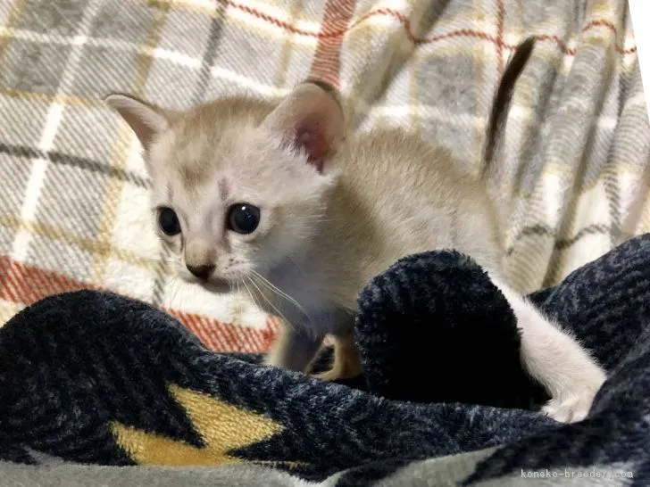 ムギ 様のお迎えした子猫