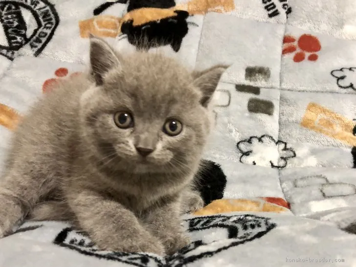 ID：2007-01949の子猫