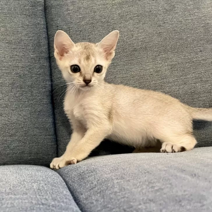 ID:2405-02139の子猫