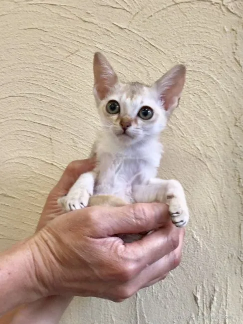 ID:1909-00364の子猫
