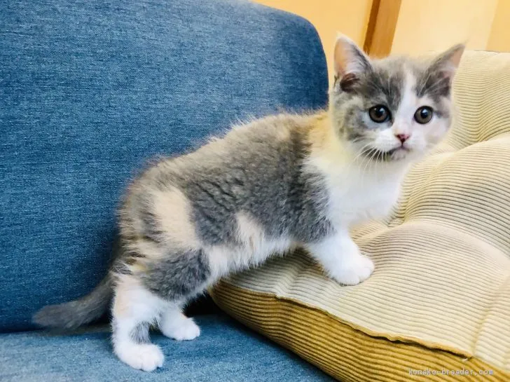 Y.N 様のお迎えした子猫