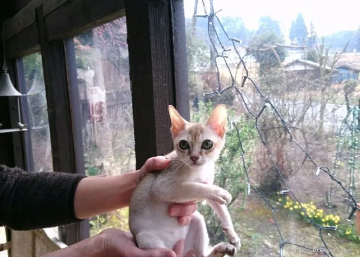 ID：1607-00680の子猫