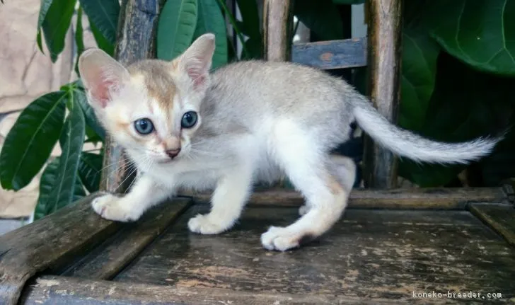 けんけん 様のお迎えした子猫
