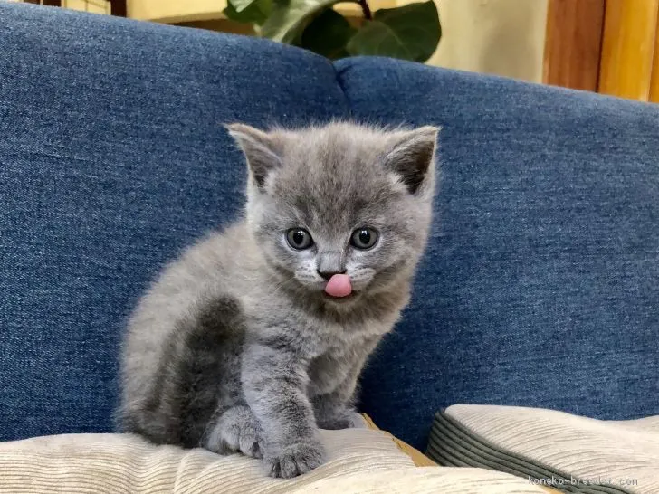まこ 様のお迎えした子猫