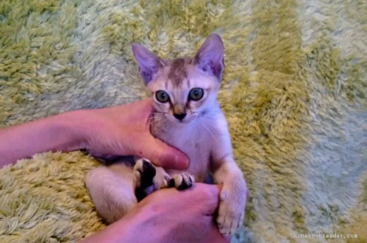 あやとんママ 様のお迎えした子猫