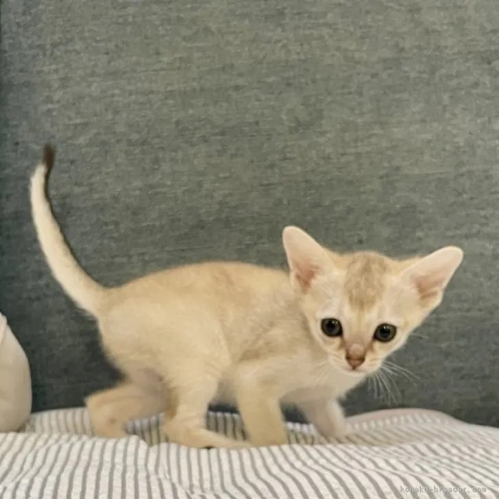 ID：2306-03094の子猫
