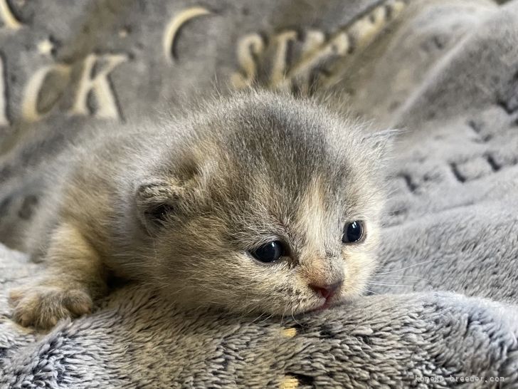さとちゃん 様のお迎えした子猫