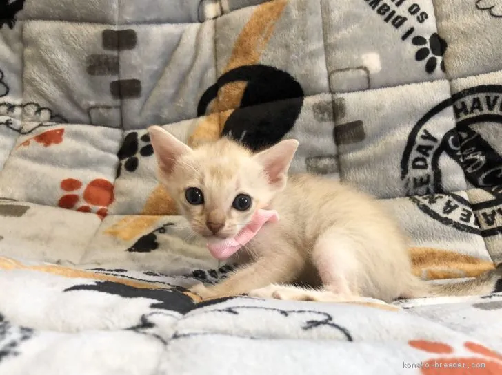ID:2008-00938の子猫
