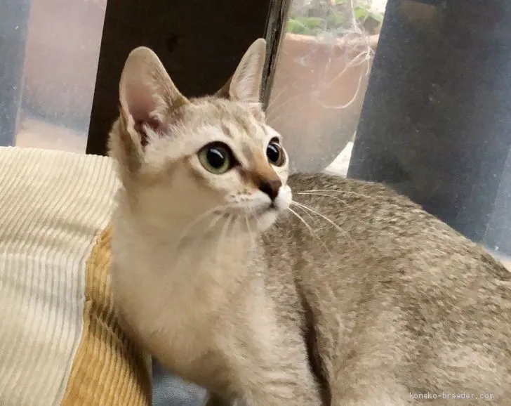 レクにゃん 様のお迎えした子猫
