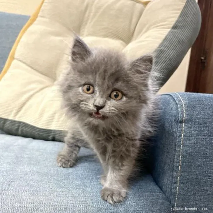 ID:2208-02932の子猫