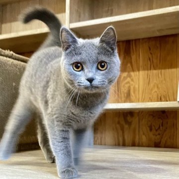 ブリティッシュショートヘア【熊本県・女の子・2023年5月12日・ブルー】の写真「人が大好き♡甘えん坊な女の子」