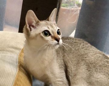 シンガプーラ【熊本県・女の子・2019年7月15日・セピアアグーティー】の写真「甘えん坊の女の子」