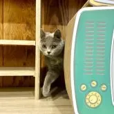 ブリティッシュショートヘア【熊本県・女の子・2023年5月12日・ブルー】の写真2