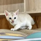 シンガプーラ【熊本県・女の子・2023年9月28日・セピアアグーティー】の写真4