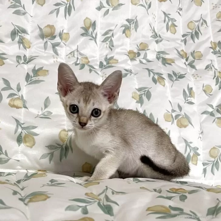 YN 様のお迎えした子猫