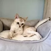 シンガプーラ